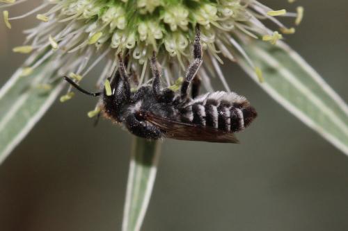 Réf. 329 394 : Megachile rotundata